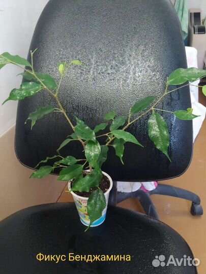 Комнатные цветы