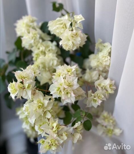 Бугенвиллия черенки