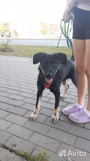 Щенок в добрые руки