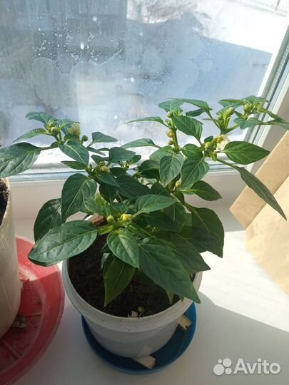 Комнатный перец чили