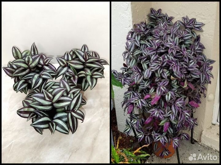 Tradescantia Zebrina Violet Hill