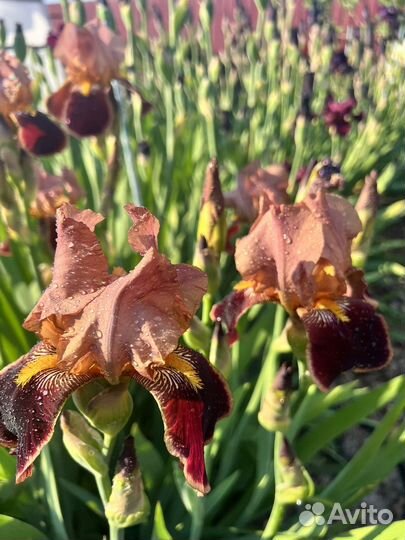 Ирисы бородатые