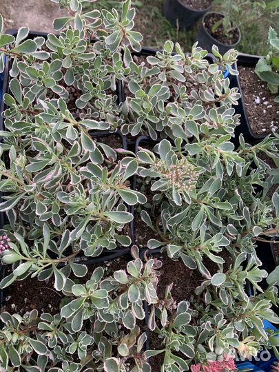 Очиток седум