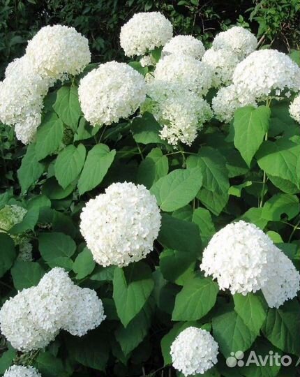 Саженцы белой гортензии White Ball