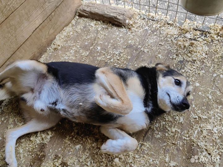 Ласковый песик Сэм в добрые руки