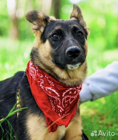 Собака из приюта ищет дом