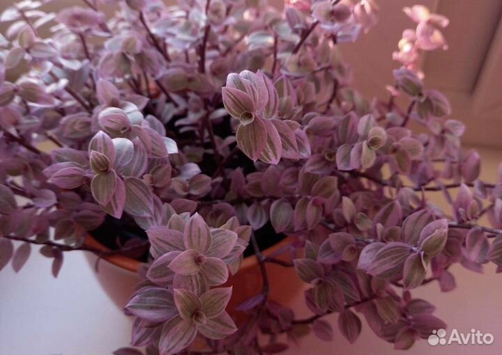 Традесканция разные сорта