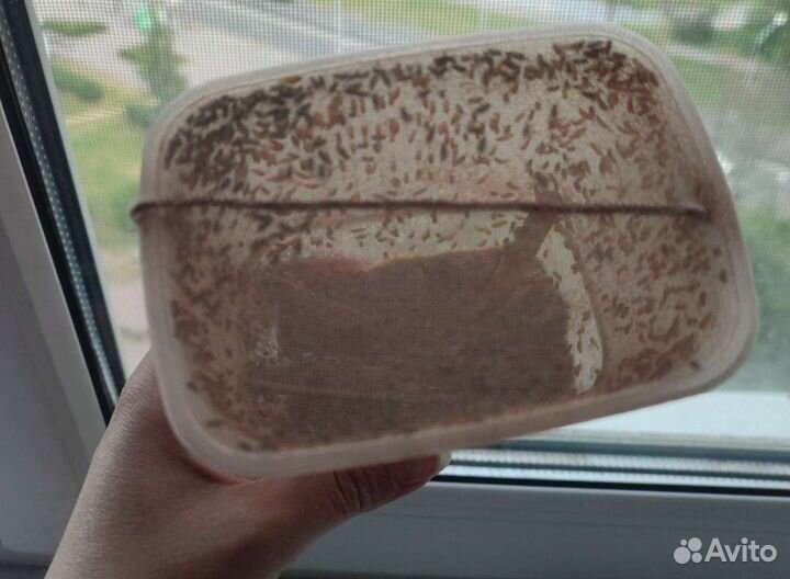 Дрозофила Хидея