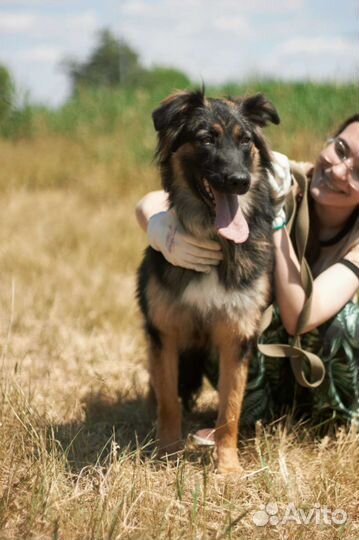 Приезжайте к нам приют и станьте другом собаке