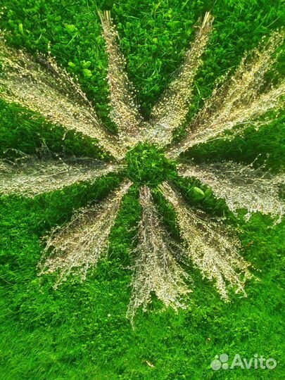 Полынь лекарственная