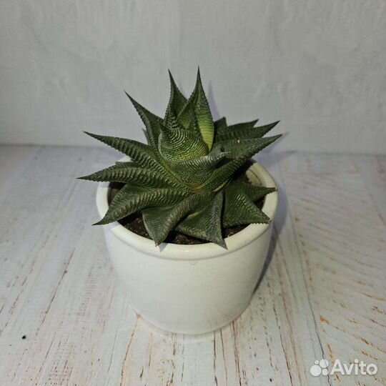 Суккуленты