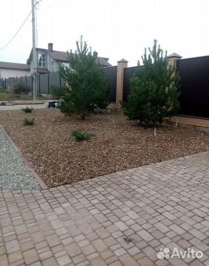 Сосна саженцы от Питомника