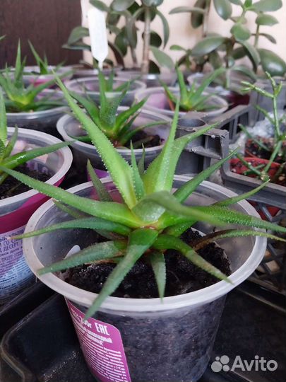 Хавортия attenuata