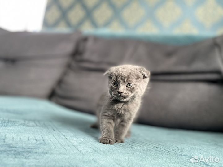 Британские котятки (бронь)
