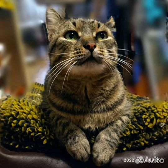 Идеальный кот