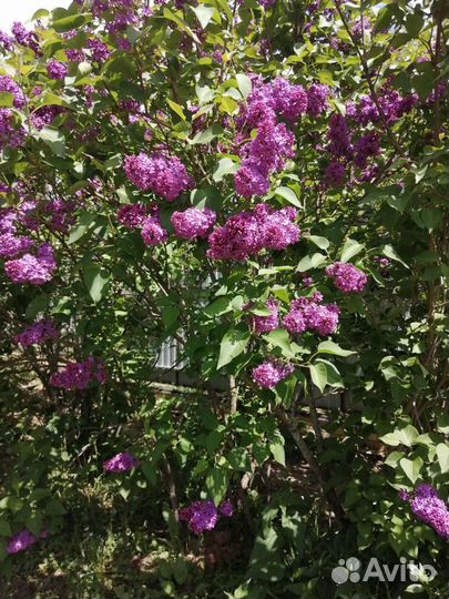 Саженец сирени 