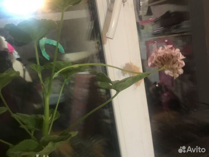 Пеларгония герань нежно розовая