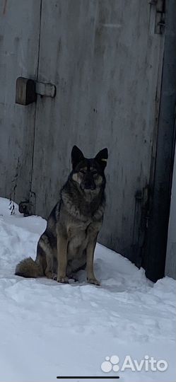 Пристраивается собака