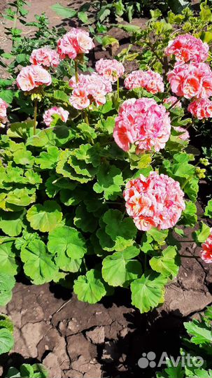 Пеларгония махровая