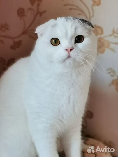 Шотланские коты