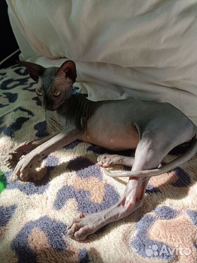 Канадский сфинкс девочка