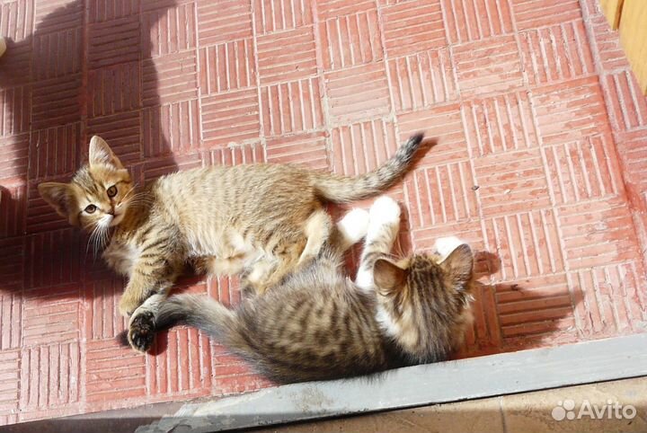 Отдам в добрые руки