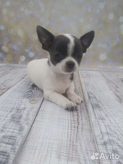 Щенки чихуахуа большой выбор окрасов