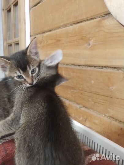 Абиссинские котята