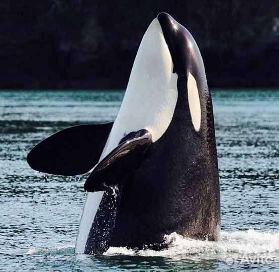 Туризм, Морские прогулки, морская рыбалка