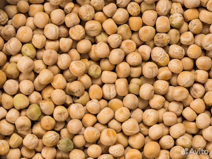 Корм для птиц