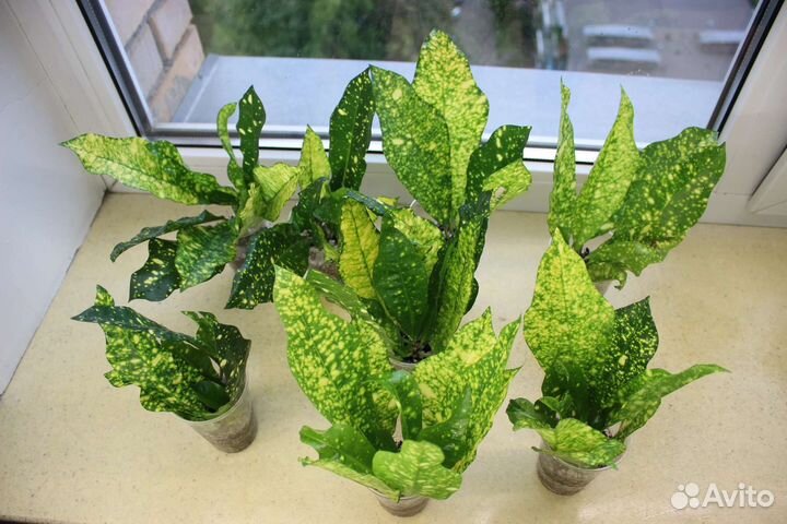 Кодиеум кротон