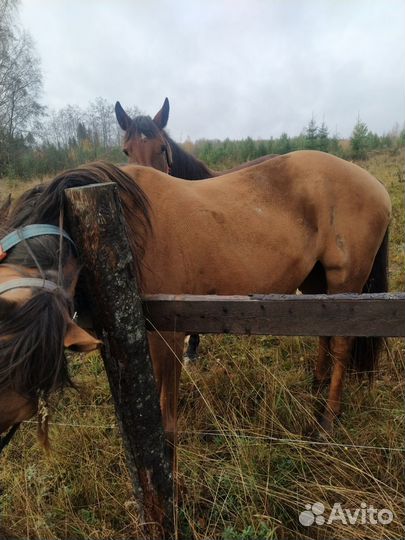 Донская лошадь
