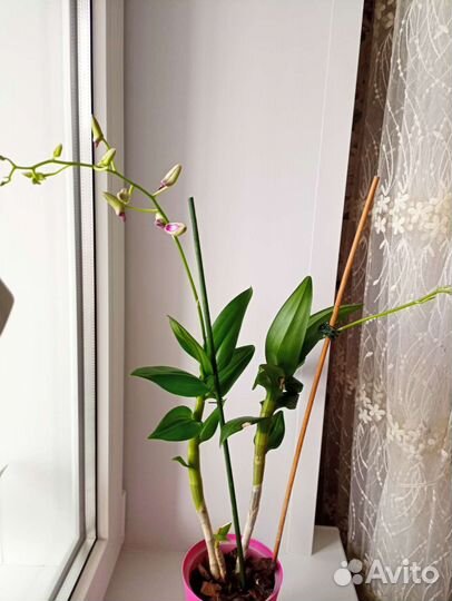 Орхидея дендробиум санок