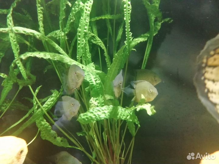 Малёк бриллиант. цихлазомы, северума, скалярии