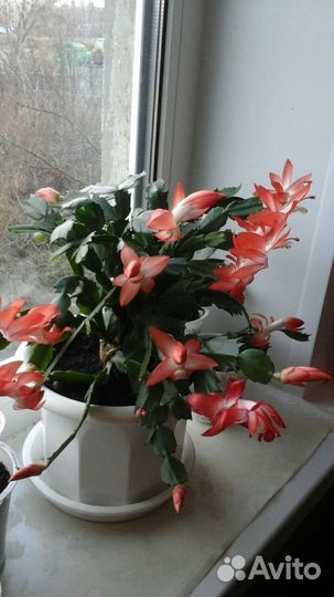 Денежное дерево (Толстянка), Декабрист взрослое