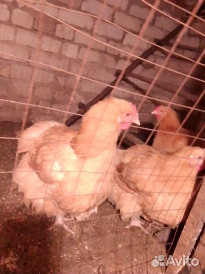 Орпингтон палевый