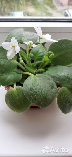 Фиалки цветущие в горшке