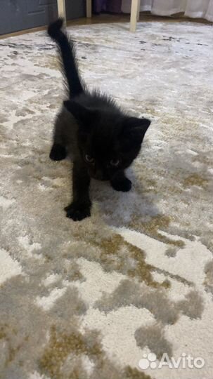 Сибирский Кот в дар