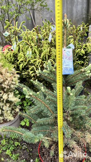 Ель Супер Блю 80 см (Picea pungens Super Blue )