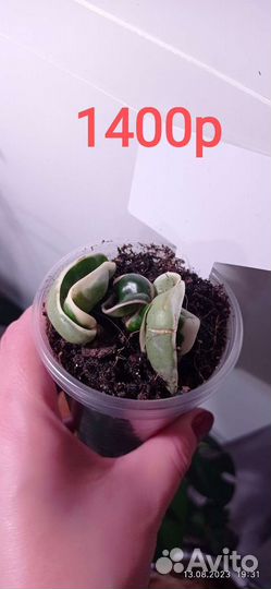 Хойя компакта вариегатная