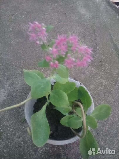 Очиток, род суккуленты, семейство толстянка