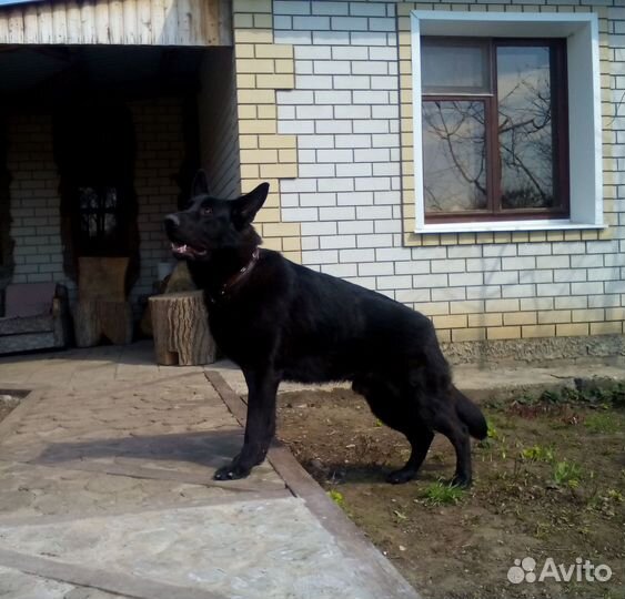 Немецкая овчарка вязка кобель
