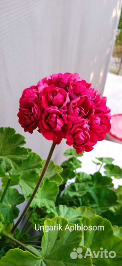 Пеларгония герань сортовая