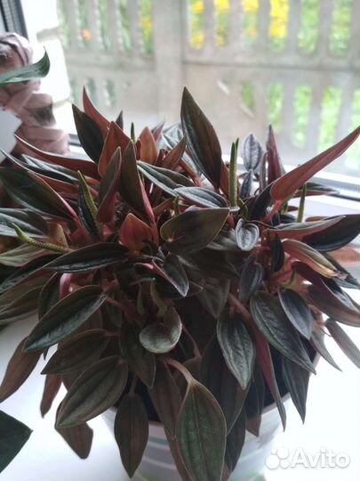 Пеперомия россо