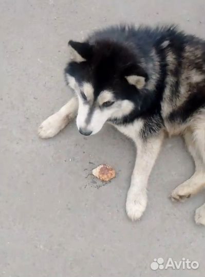 Найдена собака хаски