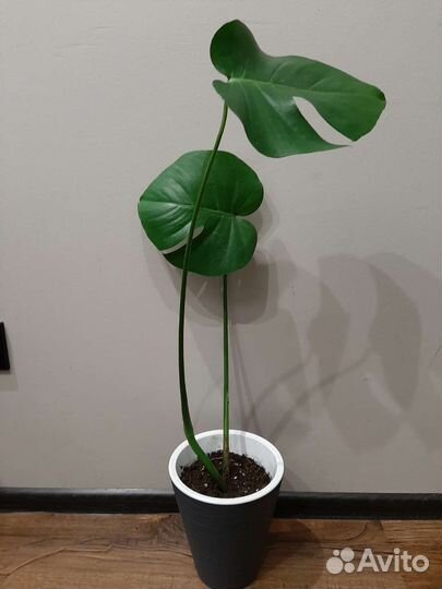 Цветы. отростки. Традесканция.Монстера. от