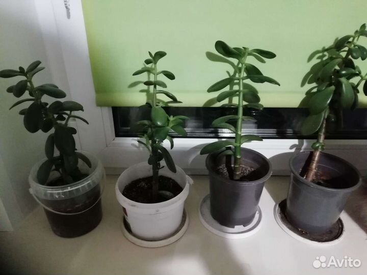 Красула толстянка денежное дерево