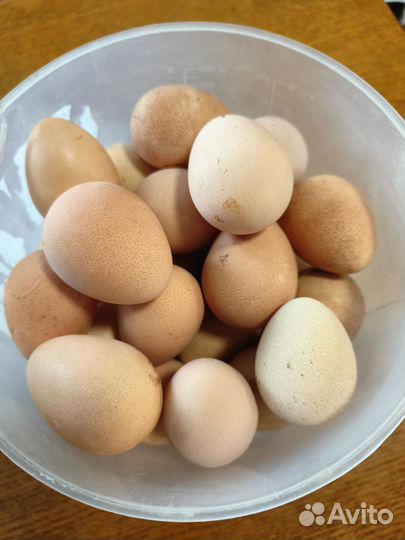 Яйцо цесарки