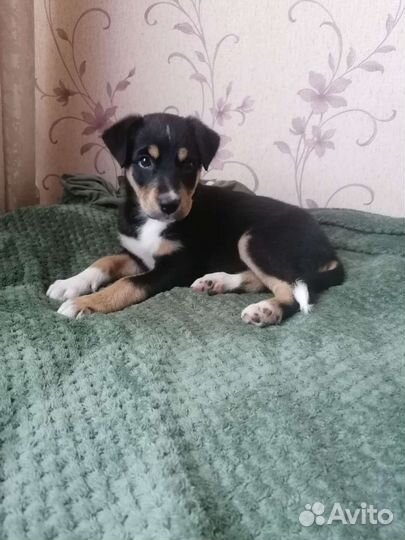 Щенок девочка в добрые руки