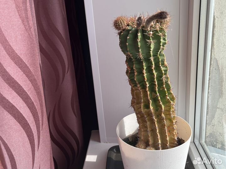 Кактус 20 лет